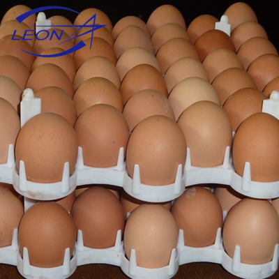 Leon series PP plastic egg tray cartons for sale for egg transfer