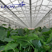 Leon high tunel plastic arch greenhouse for tomato