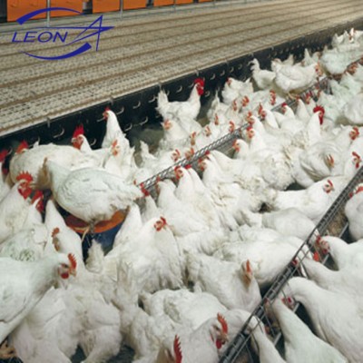 LEON poultry chain feeding system for breeder for laying hens